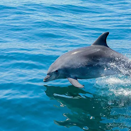 Luxury 1 Bedroom Apartment, Marina De Albufeira4 Apartament *